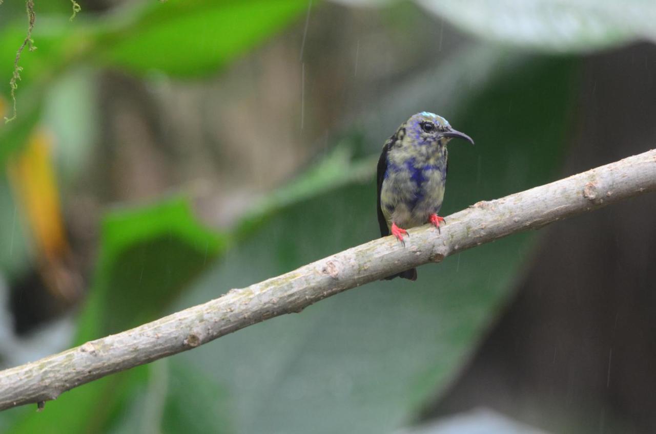 Bed and Breakfast Birds & Breakfast Costa Rica Тигра Экстерьер фото