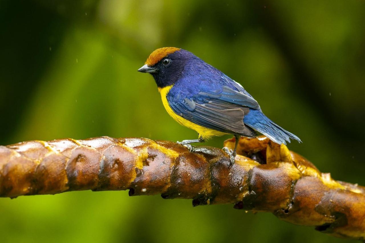 Bed and Breakfast Birds & Breakfast Costa Rica Тигра Экстерьер фото