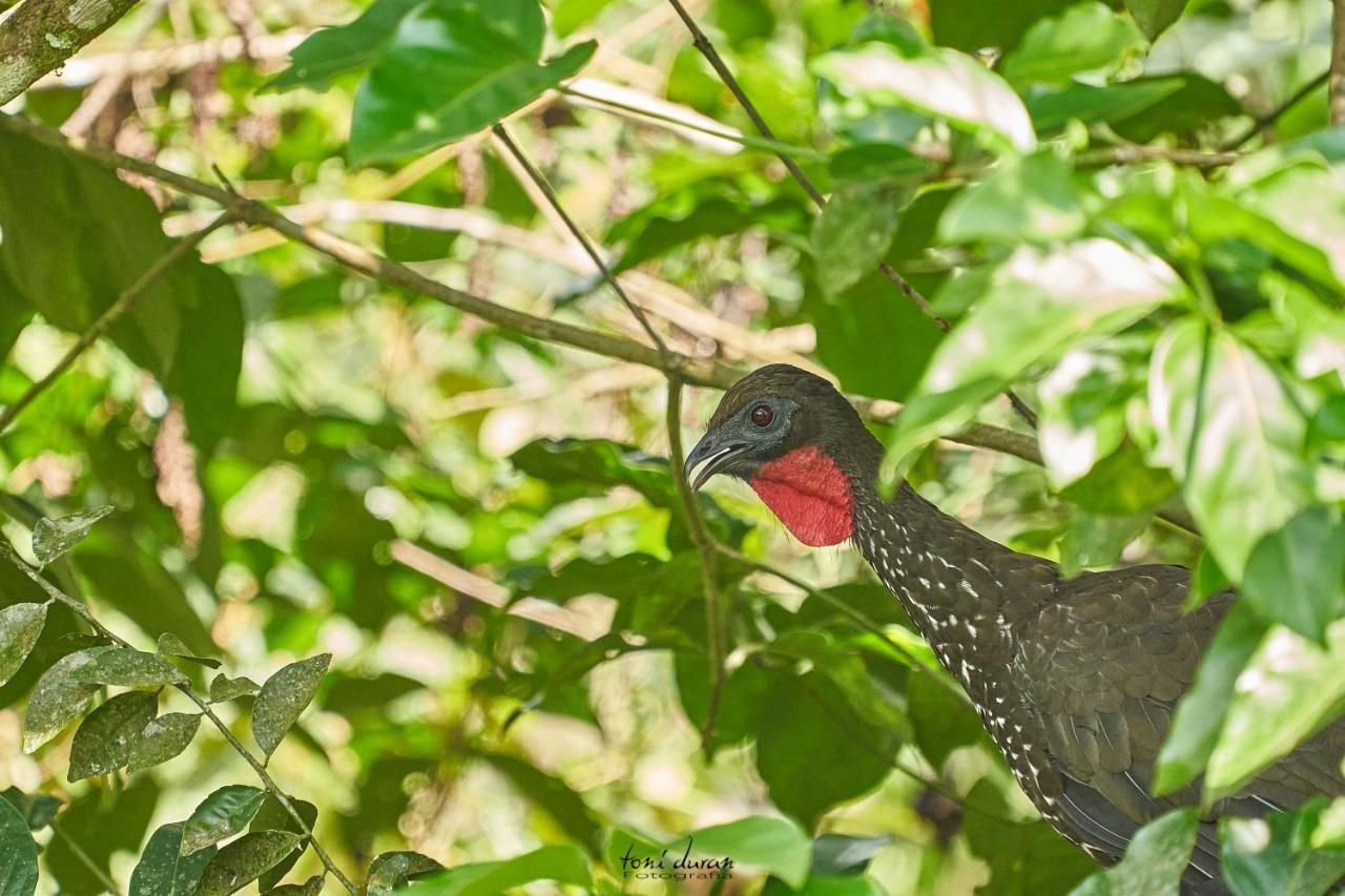 Bed and Breakfast Birds & Breakfast Costa Rica Тигра Экстерьер фото