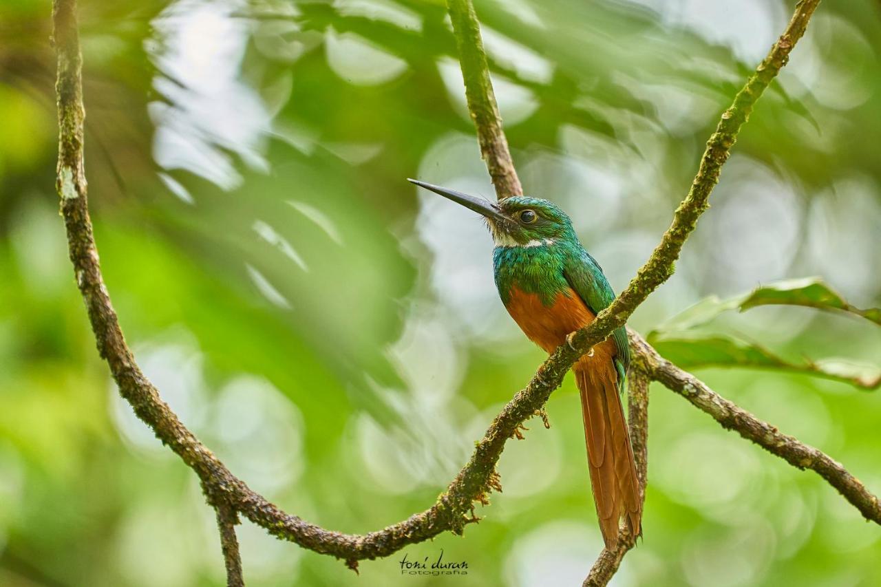 Bed and Breakfast Birds & Breakfast Costa Rica Тигра Экстерьер фото