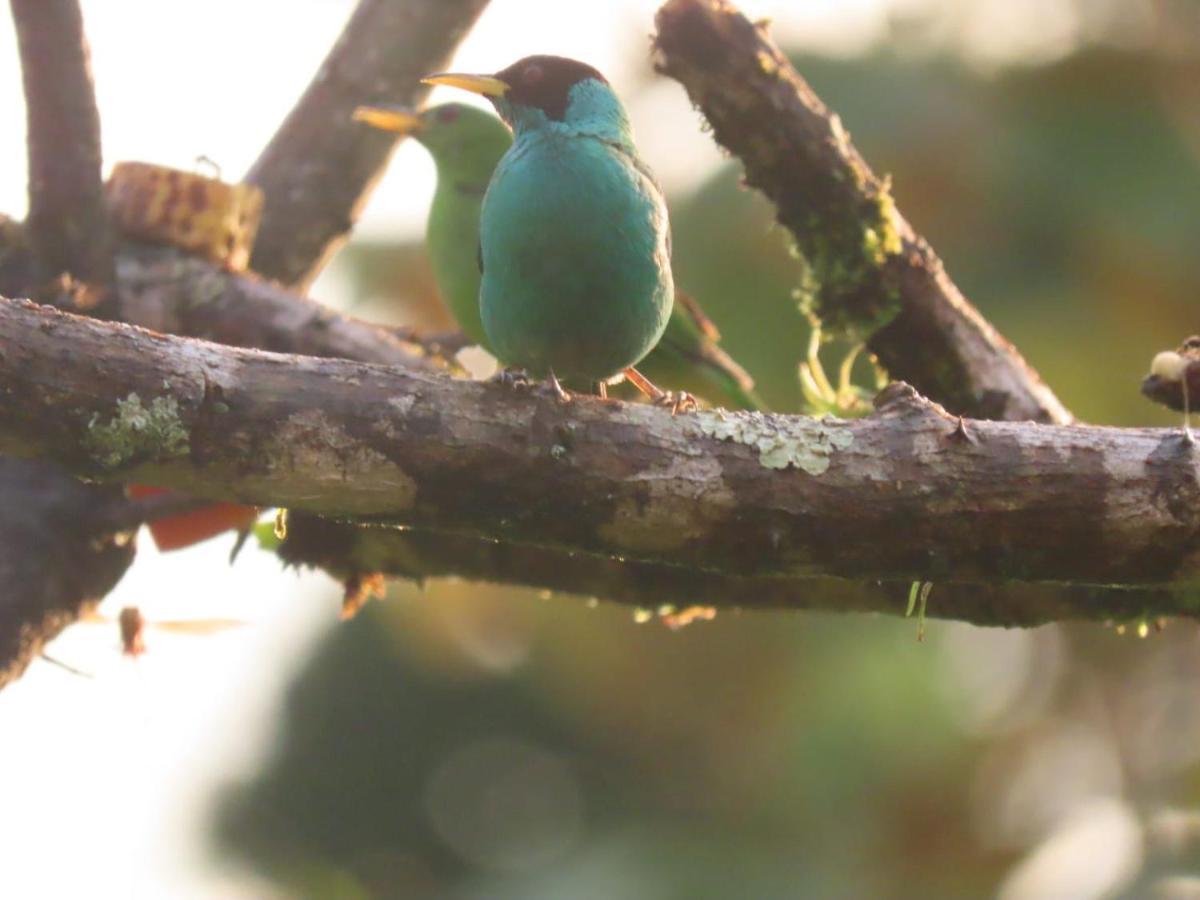 Bed and Breakfast Birds & Breakfast Costa Rica Тигра Экстерьер фото