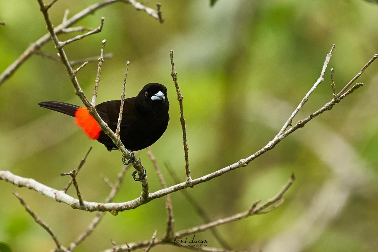 Bed and Breakfast Birds & Breakfast Costa Rica Тигра Экстерьер фото