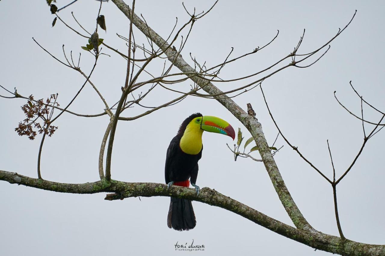Bed and Breakfast Birds & Breakfast Costa Rica Тигра Экстерьер фото