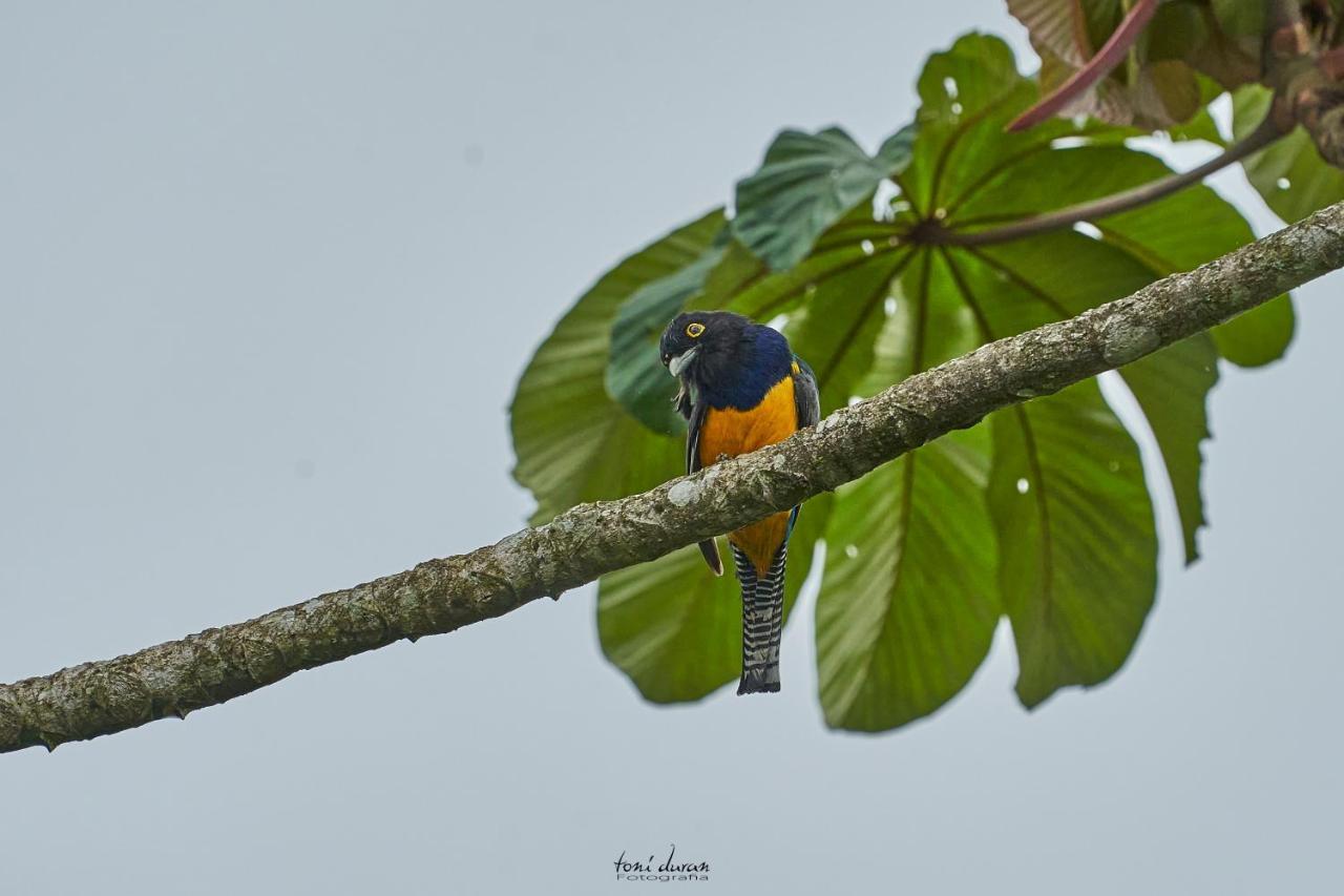 Bed and Breakfast Birds & Breakfast Costa Rica Тигра Экстерьер фото
